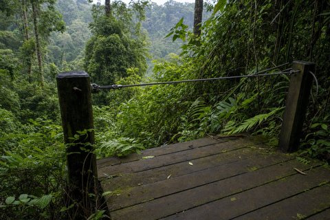 A disused zipline platform in tropical forest: weathered decking, moss in the joints and a cable still strung between the anchor posts