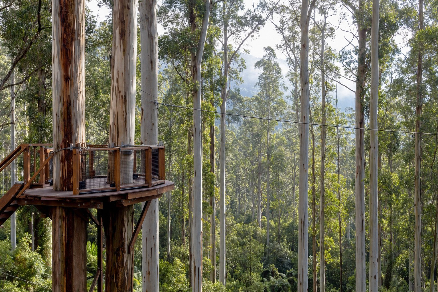 A wooden zipline platform high in a stand of tall eucalyptus trees in cool upland forest